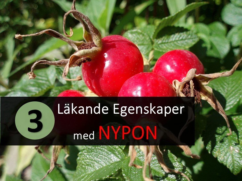 Nyponpulver 3 läkande egenskaper och hur det används Magkliniken
